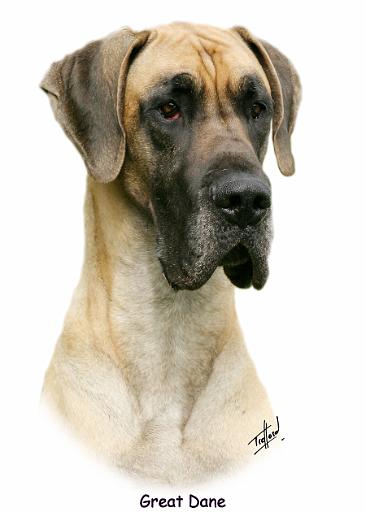 Great Dane 9Y052D-035.jpg
